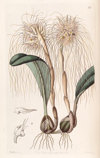 Bulbophyllum medusae by Miss Drake